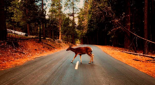 Crece el número de atropellos a animales en carretera