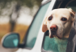 Viajar con mascotas: todo lo que necesitas saber este verano