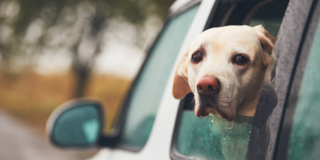 Viajar con mascotas: todo lo que necesitas saber este verano