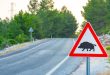 Los mejores consejos de conducción para evitar accidentes con animales